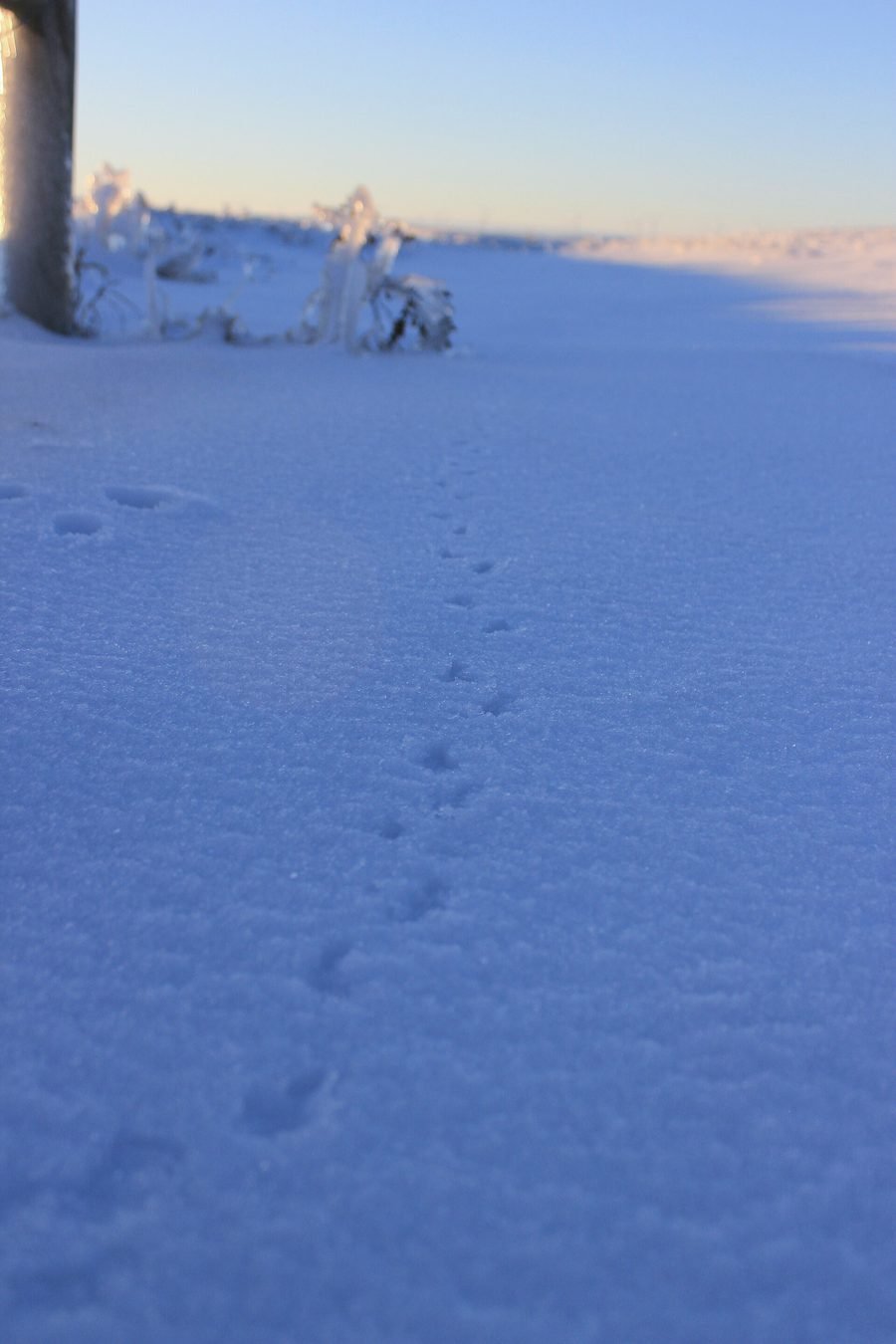 Animal tracks crossing blue-shadowed snow at first light