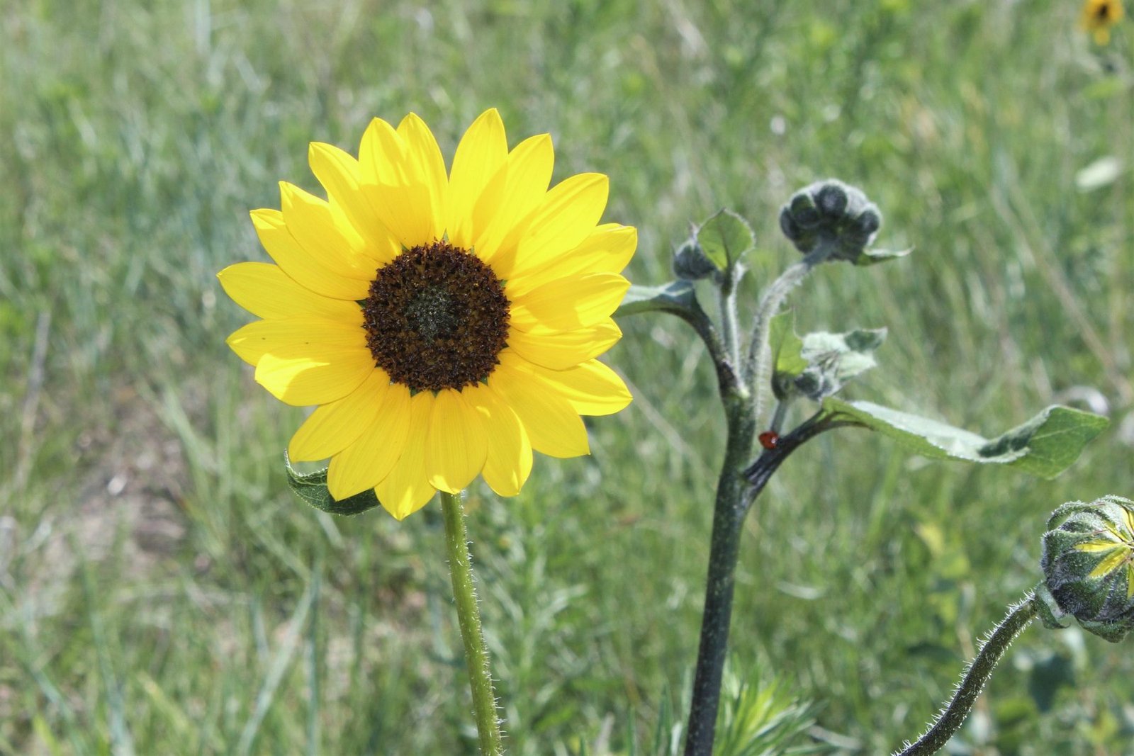 A single yellow sunflower in green prairie grass