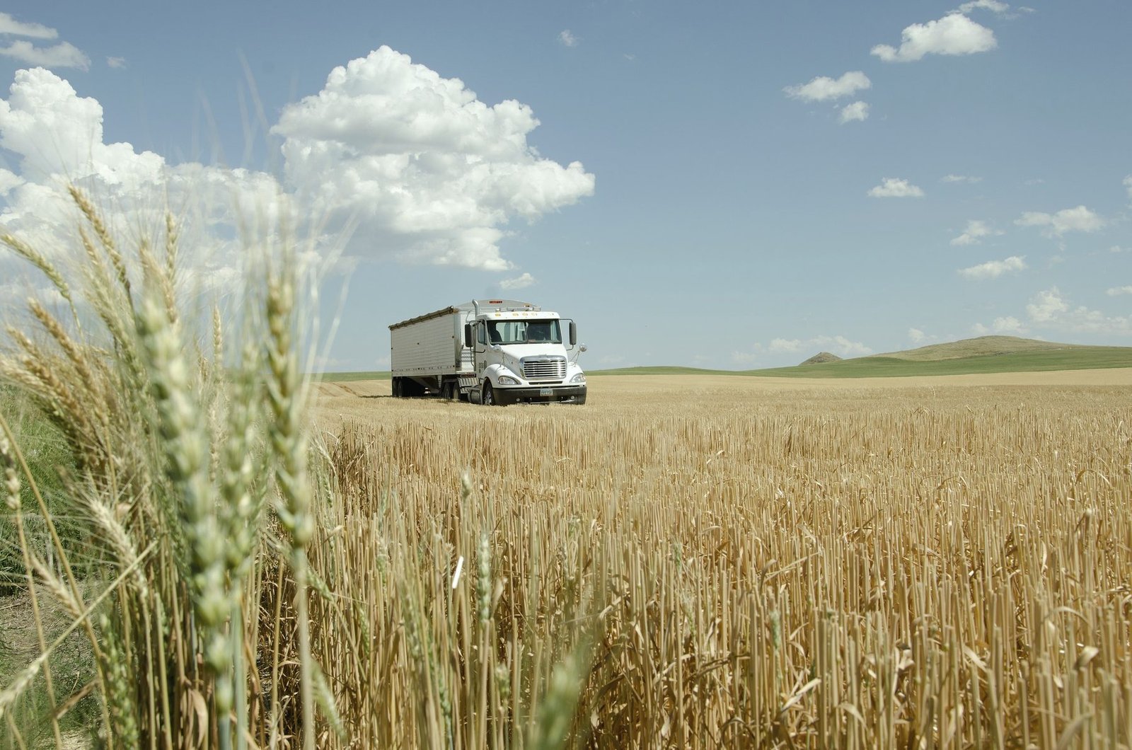A semi truck parked at the edge of a ripe wheat field under summer clouds